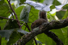 Funisciurus carruthersi