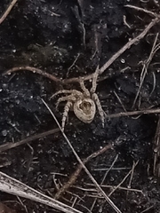 Eustala anastera