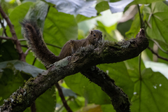 Funisciurus carruthersi