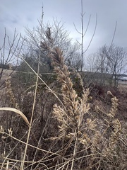 Oenothera rhombipetala