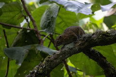 Funisciurus carruthersi