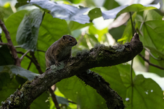 Funisciurus carruthersi