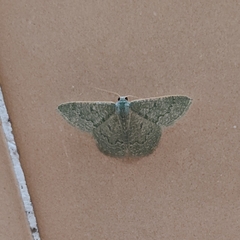 Phaiogramma faustinata