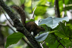 Funisciurus carruthersi