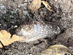 Deroceras reticulatum