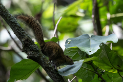 Funisciurus carruthersi