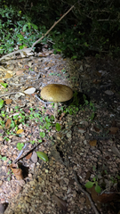 Psilocybe
