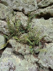 Pellaea calidirupium