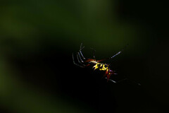 Micrathena kirbyi