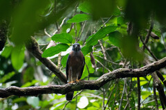 Harpagus bidentatus