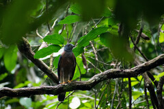 Harpagus bidentatus