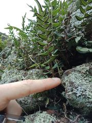 Pellaea calidirupium