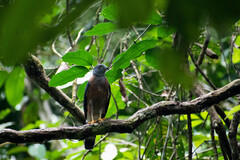 Harpagus bidentatus