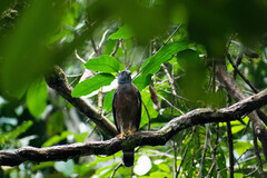 Harpagus bidentatus