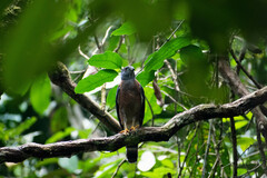 Harpagus bidentatus
