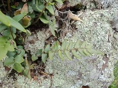 Pellaea calidirupium
