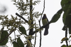 Trachyphonus purpuratus