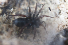 Trachyzelotes pedestris