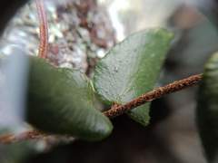 Pellaea calidirupium