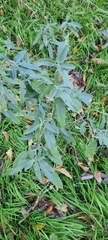 Solanum elaeagnifolium