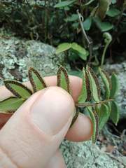 Pellaea calidirupium