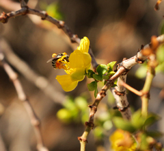 Pseudomacrotera turgiceps
