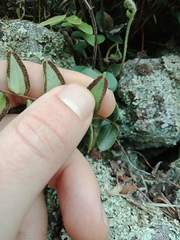 Pellaea calidirupium