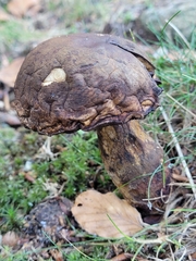 Leccinellum pseudoscabrum