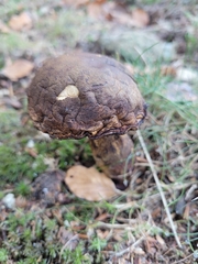 Leccinellum pseudoscabrum