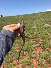 Gerrhosaurus flavigularis
