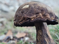 Leccinellum pseudoscabrum