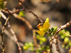 Pseudomacrotera turgiceps