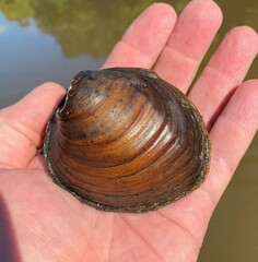 Reginaia ebenus