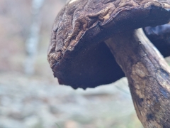 Leccinellum pseudoscabrum