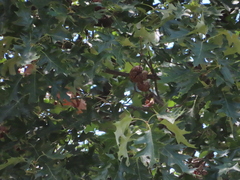 Callirhytis quercusclavigera