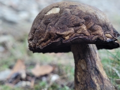 Leccinellum pseudoscabrum