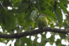 Pseudocalyptomena graueri