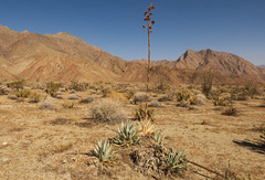 Agave deserti