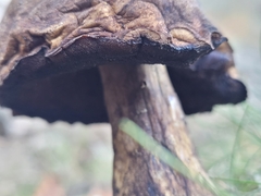 Leccinellum pseudoscabrum