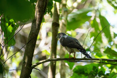 Harpagus bidentatus