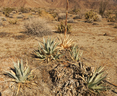 Agave deserti