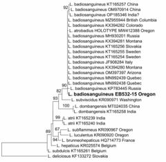 Lactarius badiosanguineus