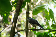 Harpagus bidentatus
