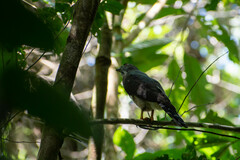 Harpagus bidentatus