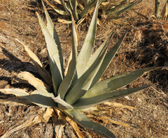Agave deserti