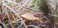 Conocybe tenera