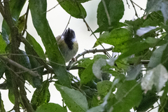 Apalis personata