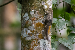 Paraxerus alexandri