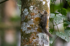 Paraxerus alexandri