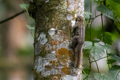 Paraxerus alexandri
